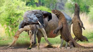 Too Barbaric! Huge Komodo Dragons Surround And Take Down Big Buffalo With Powerful Venomous Bites