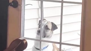 Dog open the door