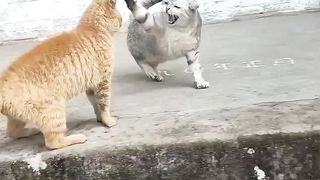 What To Do if Your Cats Don’t Like Each Other