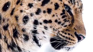 Snow leapord wild animal