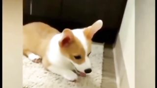 Funny dog