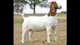 Kinds of goats