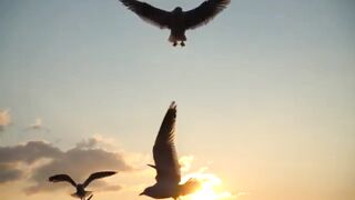 beautiful birds