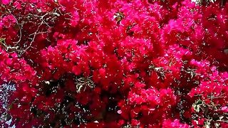 flower tree