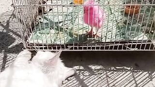 Hungry simba