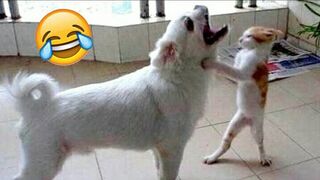Try not to laugh - Funny animal videos - Funny Cats And Dogs videos