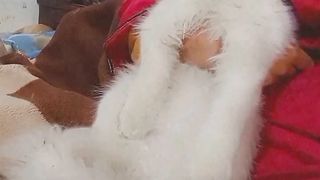 Angry simba