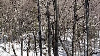 Natural tree
