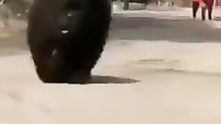 China Dog