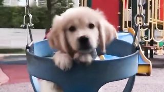 Cute baby animals Videos Compilation cutest moment of the animals - Cutest Puppies #4.