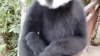 Monkey Singing Style