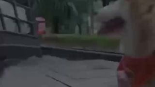 Very intelligent dog hahaha