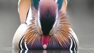 Colourful Duck
