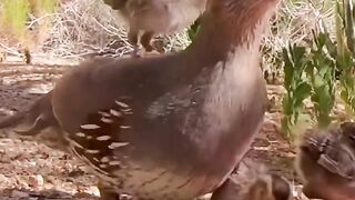 Quail and his baby