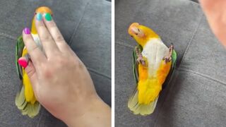 Funny Parrots - Funny Parrot Videos - Funny Parrot Compilation