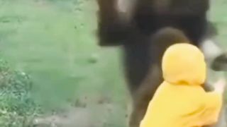 Funny animals reactions