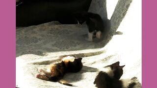 The Cute Kittens