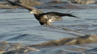 SHAHEEN FALCON