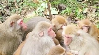 MONKEY