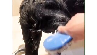 How you can take care of animals