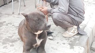 Top dog video