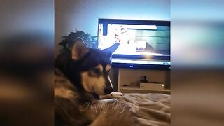 Funny animals - Funny cats / dogs - Funny animal videos