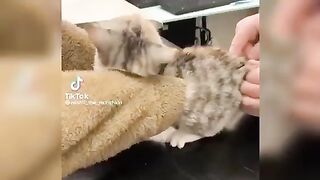 Best Funny Animal Videos 2023!!!!