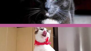 The Beautiful Cats
