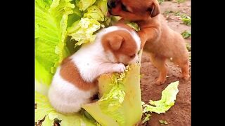 Cutes Puppies