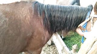 Horse ready to stables