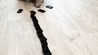 Cat playing