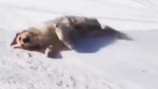 Cool Dog