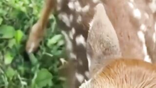 Cute Fawns