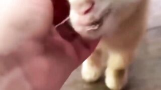 Cute little goat