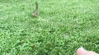 Cute Squirrel