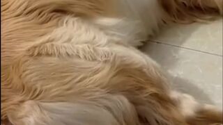 Funniest Animales Vines 2023