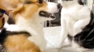 Boss cat punish dog