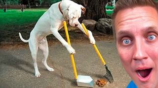Funny Dogs And Cats vidéo 2023