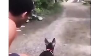 Turbo dog