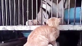 Brave Cats