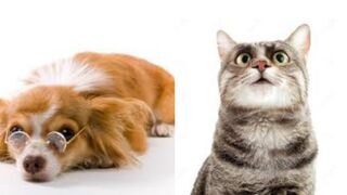 Funny Animals Videos - Funniest Cats???? And Dogs???? Video Compilation 2023_3