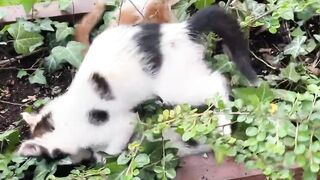 Lovely Kittens