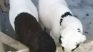Bakra amazing video