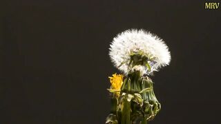 Nature/ beautiful nature videos ????