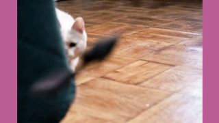 Cute Cat Playing
