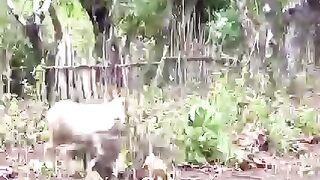 The battele of life