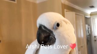 Beautiful Parrot ???? by ArshiPetsLover