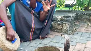 Snake