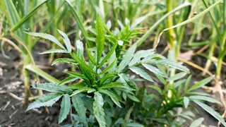 Nature ????????????????????☀️???? video agriculture