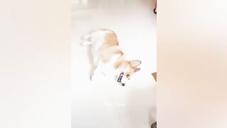 Funniest cat ????????